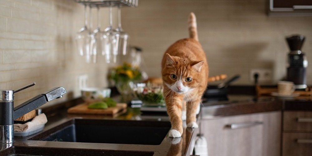 Un gatto arancione cammina lungo il bordo del tavolo della cucina.