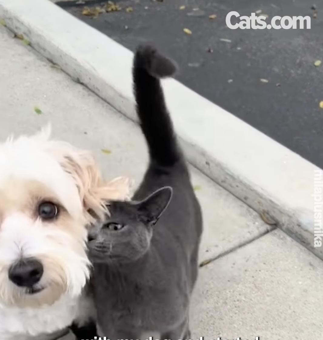 Mika, il gatto randagio, si strofina contro Mila, mentre è fuori a passeggiare.