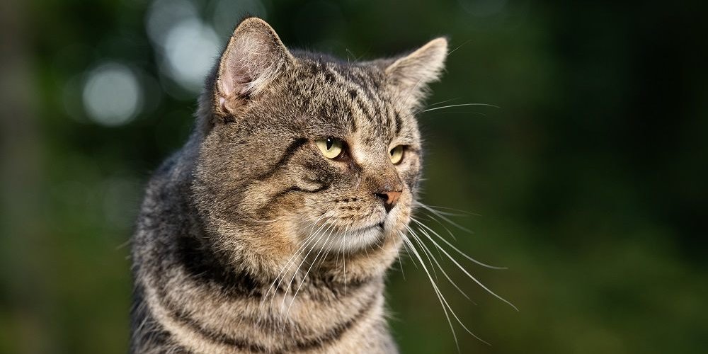 Vecchio gatto soriano maschio fuori in un cortile in estate