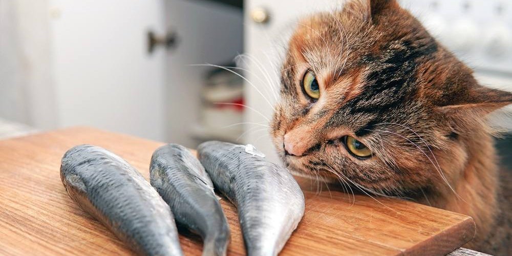 Un gatto torbie a pelo lungo annusa tre piccoli pesci su un tagliere.