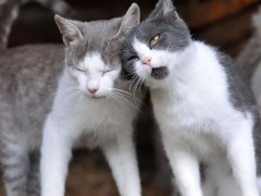 Two cute cats