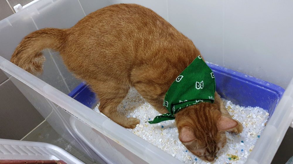 gatto che usa una lettiera all'interno di un contenitore di plastica