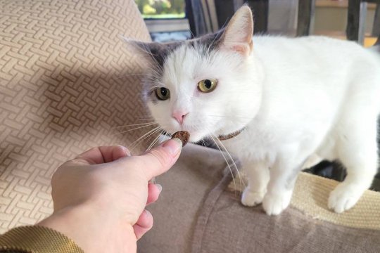 Quanti dolcetti al giorno puoi dare a un gatto?