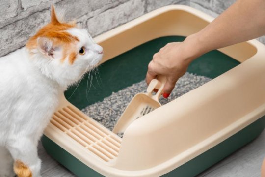 10 Semplici modi per mantenere pulita l'area della lettiera