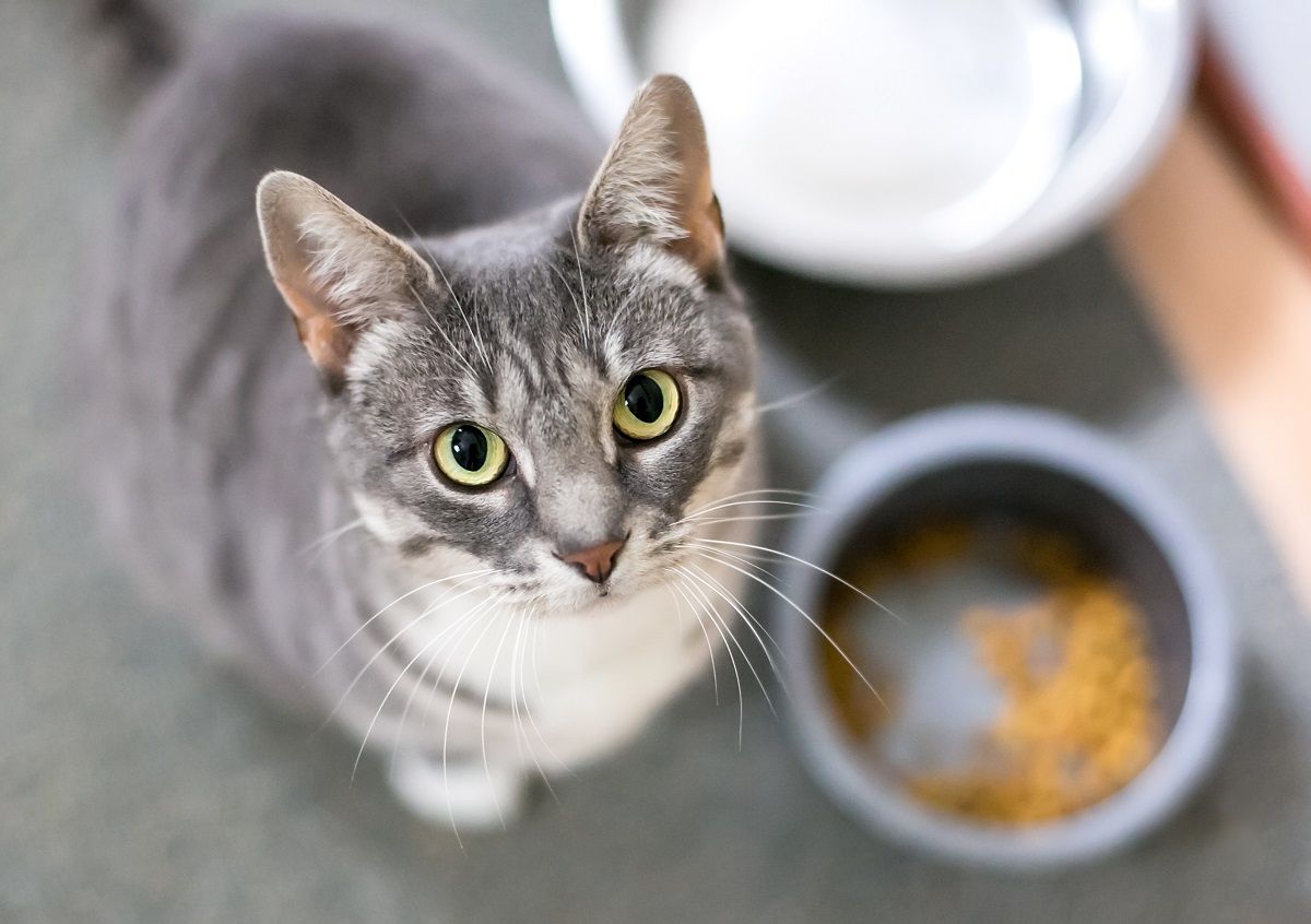 Un gatto soriano grigio a pelo corto seduto accanto alla sua ciotola del cibo e che guarda verso la telecamera