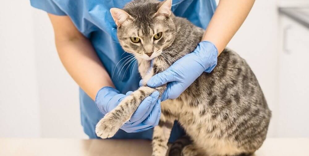 Un veterinario in camice blu e guanti blu tiene la zampa sinistra di un gatto tesa per esaminarla