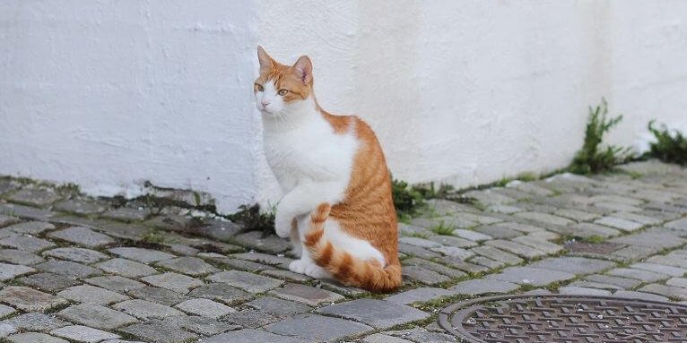 Un gatto bianco e arancione su una strada acciottolata che alza la zampa sinistra