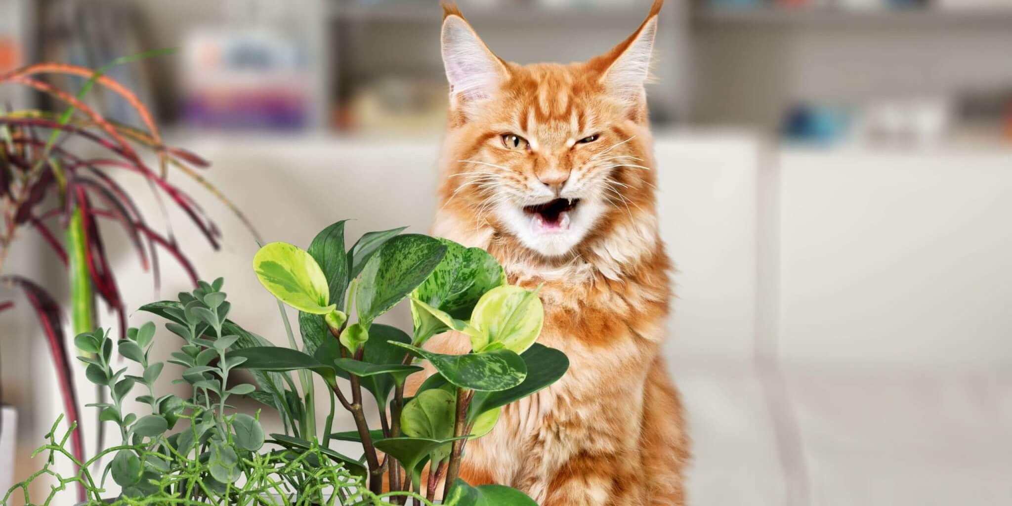 Gatto arancione che sembra scontento della sua dieta a base vegetale.