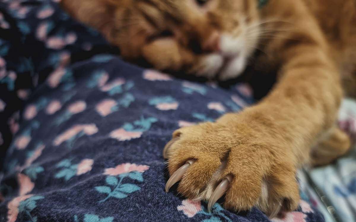 Un gatto arancione addormentato su una coperta con la zampa sinistra estesa e primo piano della stessa.