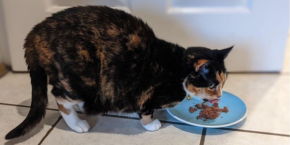 Gatto anziano che mangia cibo umido da un piatto poco profondo.