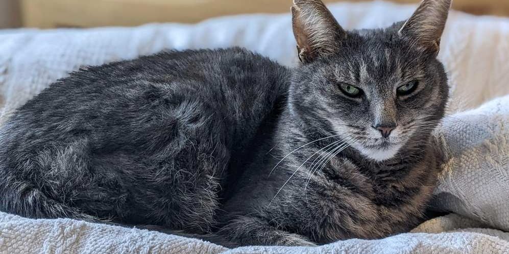 Bellissimo gatto grigio anziano, comodo nel suo letto.