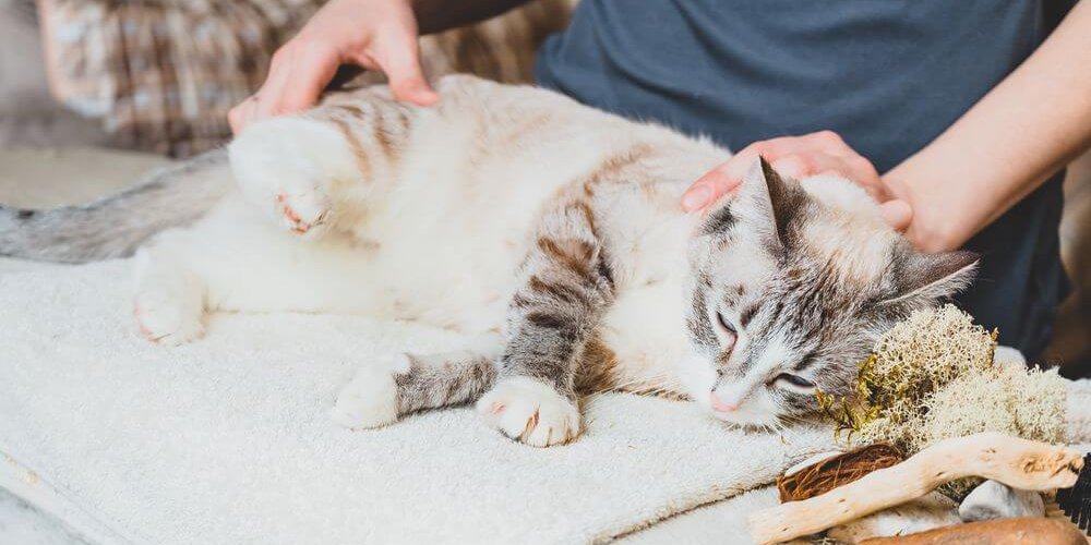 Massaggio della zampa posteriore del gatto