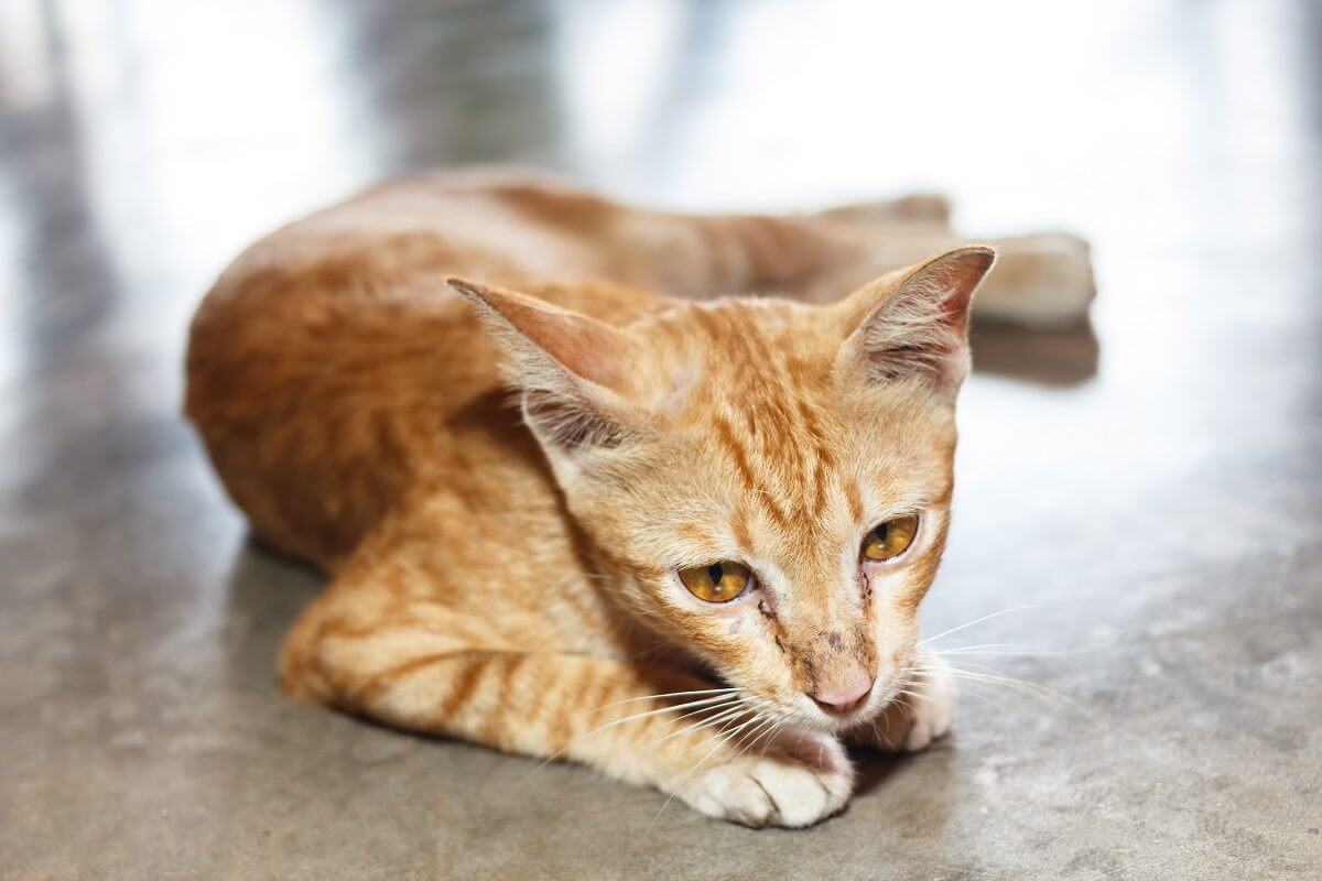 gatto rosso magro, sdraiato su un lato