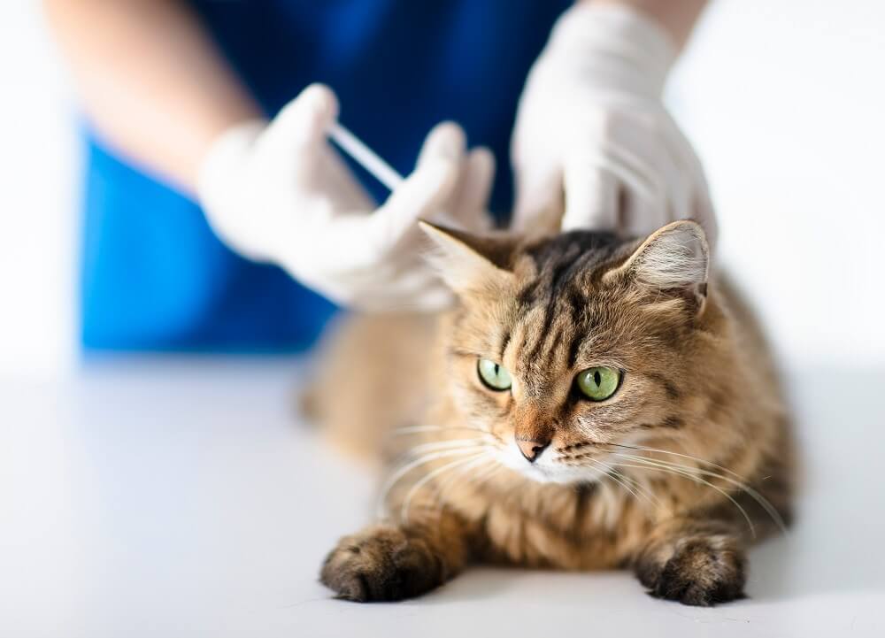 il gatto giace tranquillamente sul tavolo mentre il veterinario gli fa un'iniezione