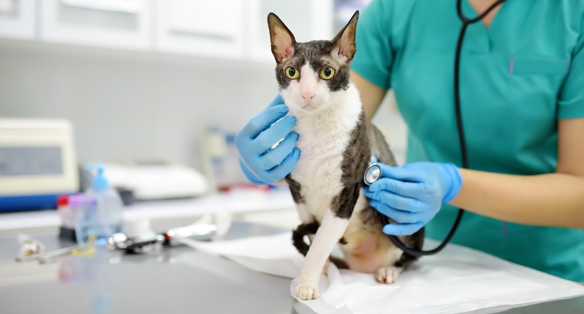 Un veterinario preme uno stetoscopio sul torace di un gatto.