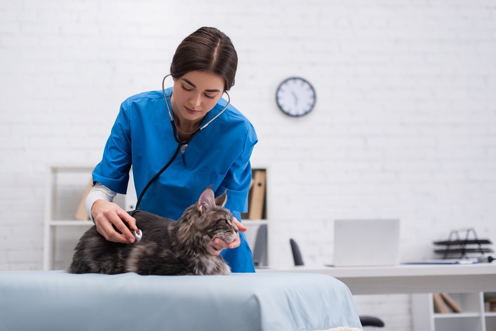 il veterinario esamina un gatto usando uno stetoscopio