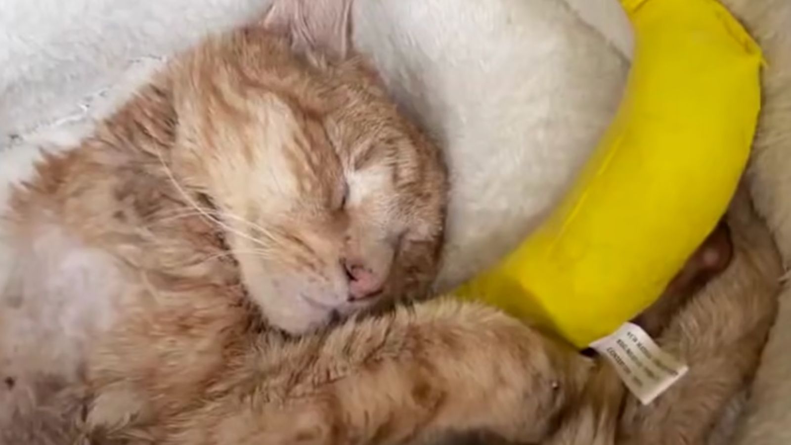 Chi avrebbe mai pensato che le banane potessero essere così coccolose? Gatto di nome Otto