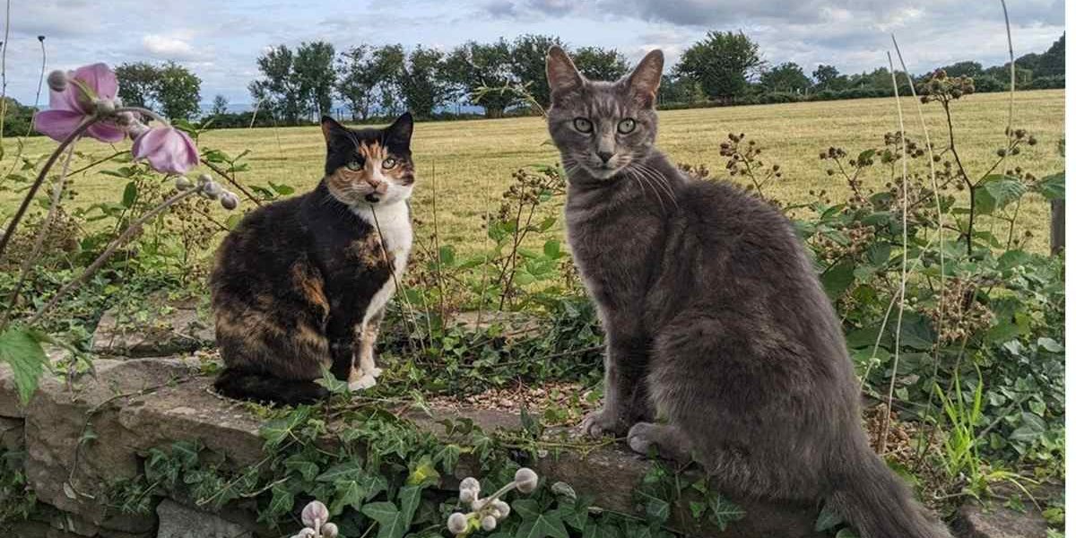 Due gatti anziani nel campo