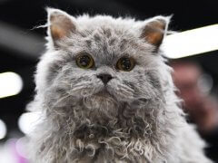 A Selkirk Rex kitten