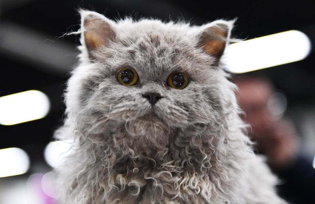 Un gattino Selkirk Rex