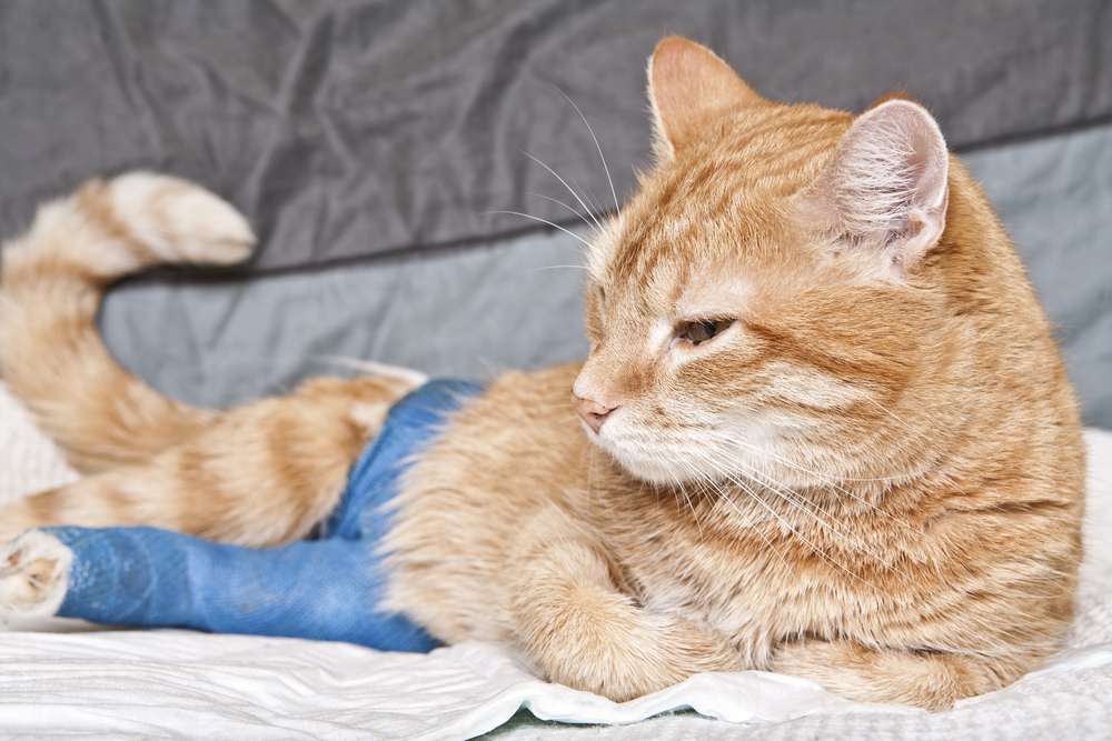 Un gatto è sdraiato con una garza blu avvolta attorno a una delle zampe posteriori.