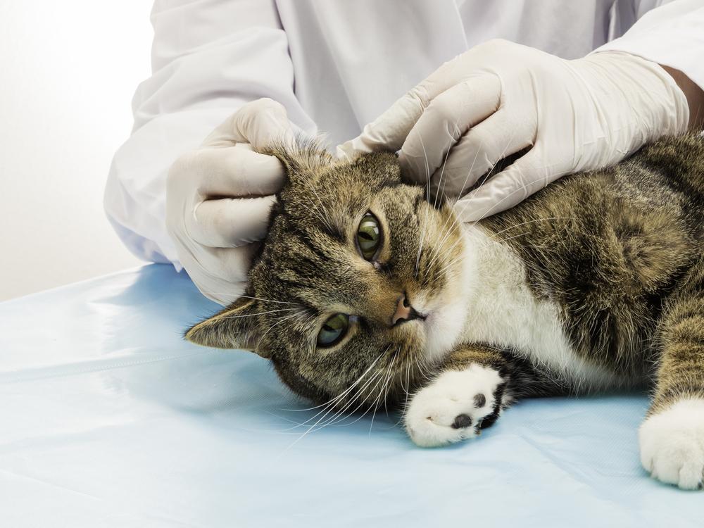 Un gatto è sdraiato sul lato destro e un veterinario gli esamina l'orecchio sinistro.