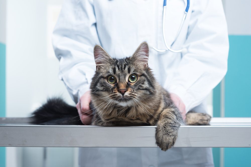 Un gatto soriano in primo piano su un lettino da visita viene delicatamente tenuto in braccio da un veterinario con camice bianco e stetoscopio.