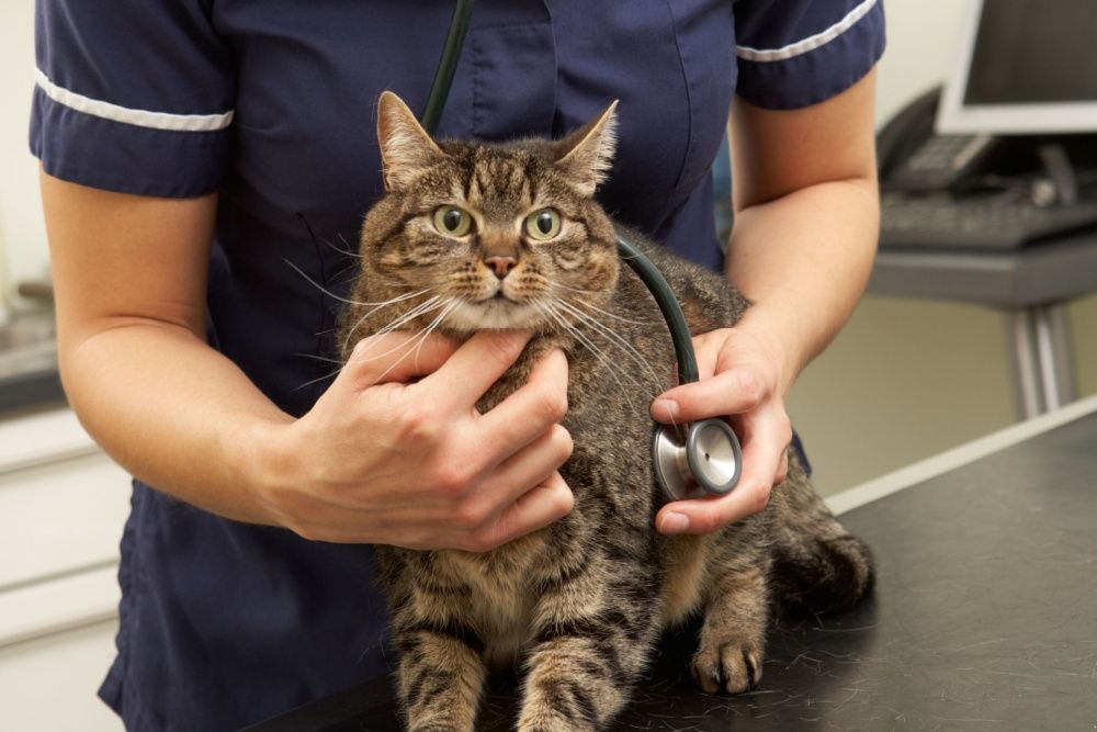 Un veterinario si piazza dietro un gatto e gli posiziona uno stetoscopio sul petto.