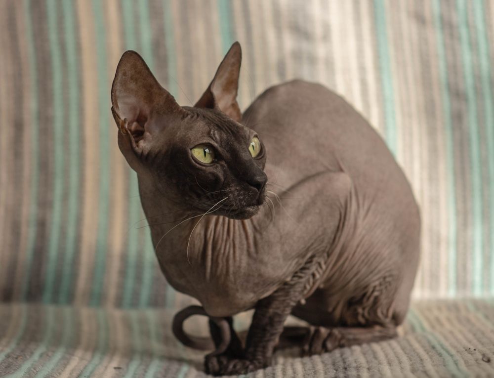 Bellissimo e carino gatto Donskoy Sphynx