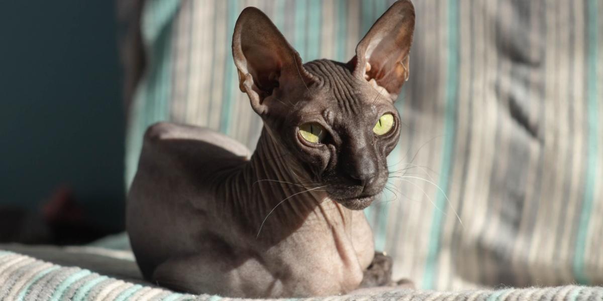 Bellissimo gatto carino senza peli Donskoy Sphynx