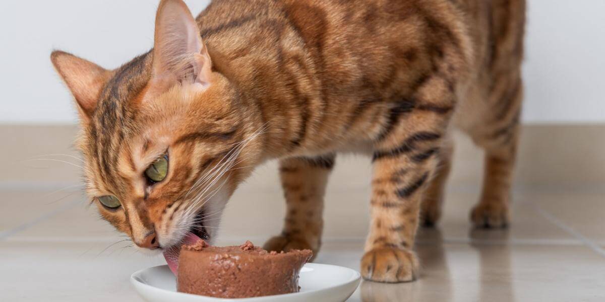 Gatto del Bengala che mangia cibo umido da una ciotola bianca.