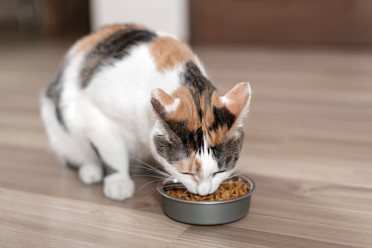 Gatto calico che mangia crocchette da una ciotola