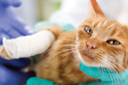 6 Consigli per massimizzare i vantaggi dell'assicurazione per animali domestici