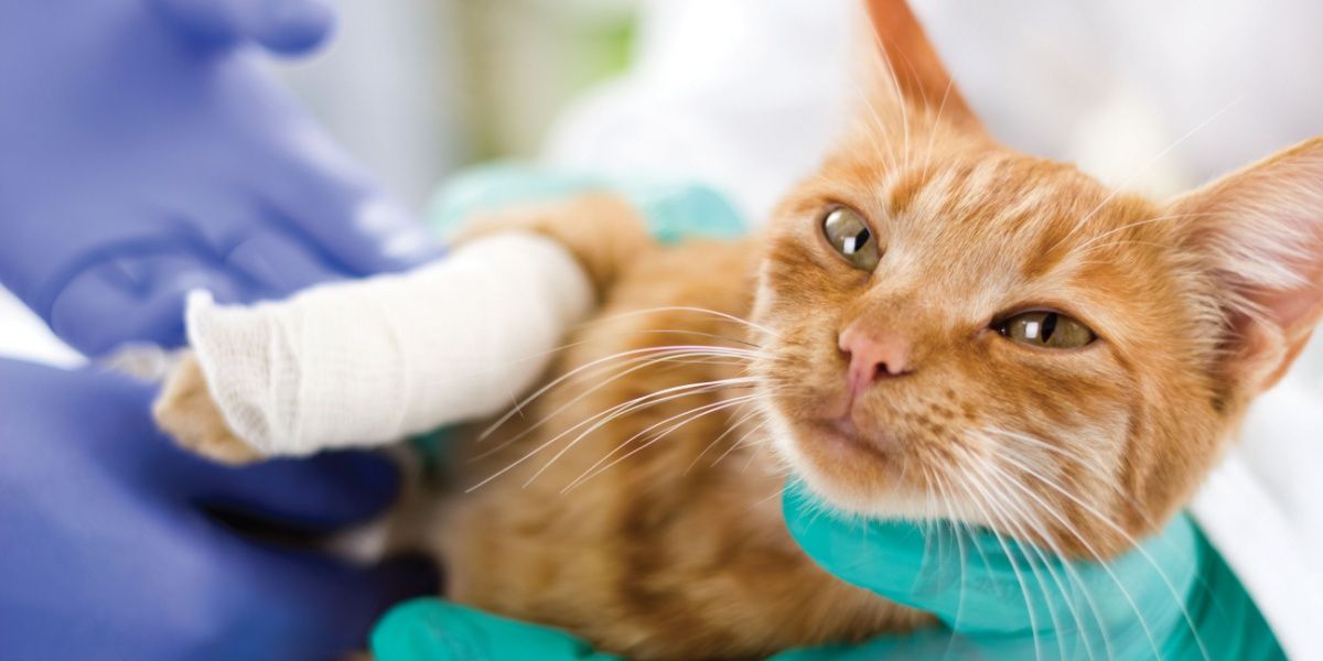 Gatto sdraiato sul lato sinistro con la metà inferiore della zampa anteriore destra avvolta in una garza bianca