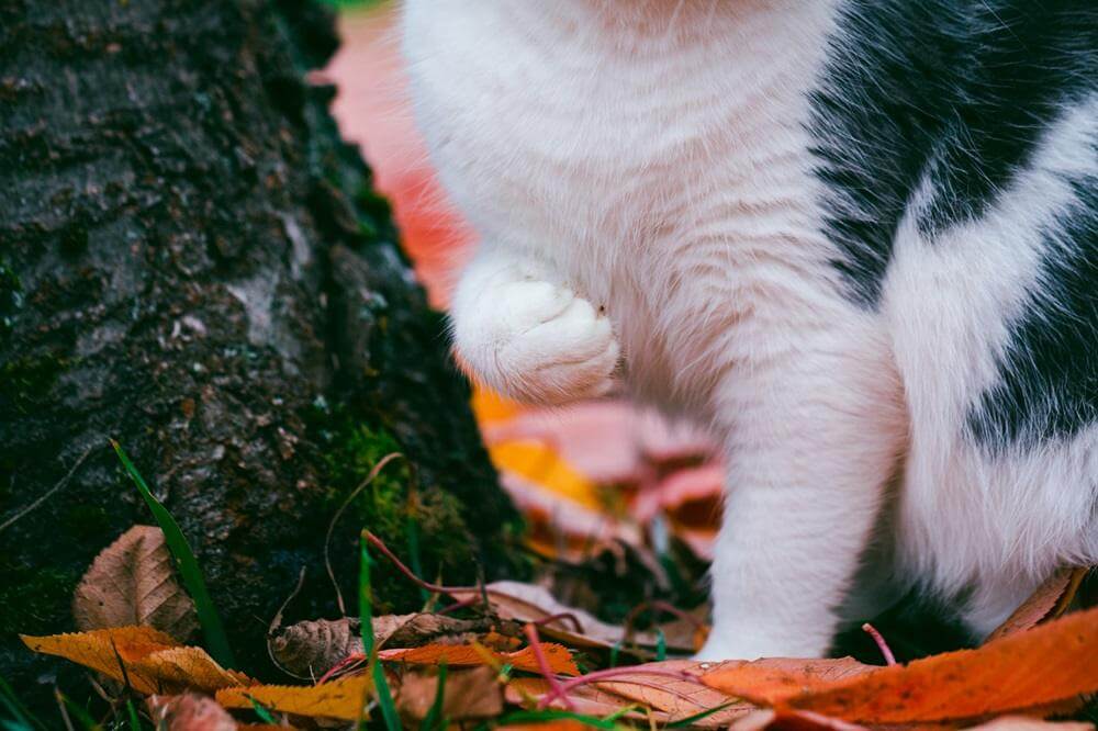 Gatto seduto al parco con una zampa anteriore sollevata.