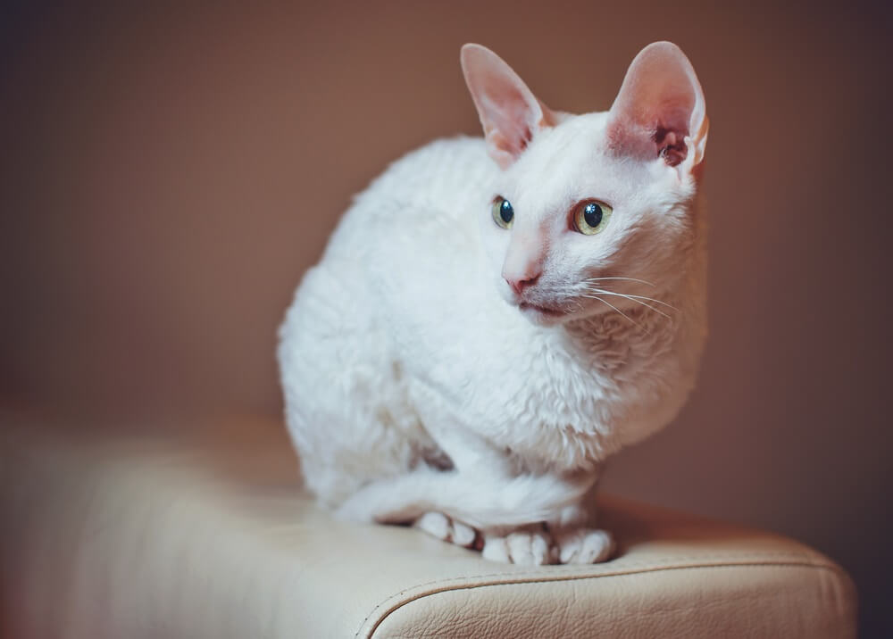 Curioso gatto Cornish Rex seduto sul divano