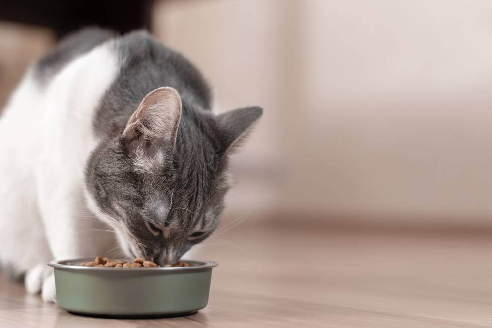 Gatto grigio e bianco mangia cibo secco da una ciotola