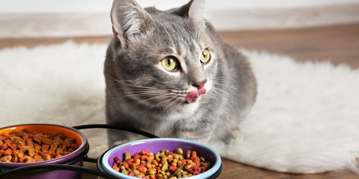 In primo piano un gatto soriano grigio che si lecca i baffi dietro due ciotole di cibo secco colorato.