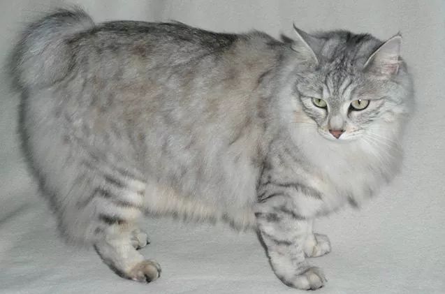 Bobtail della Carelia