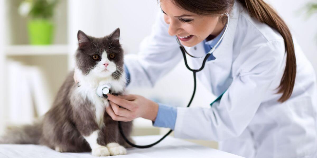 Gatto persiano con veterinario presso clinica veterinaria