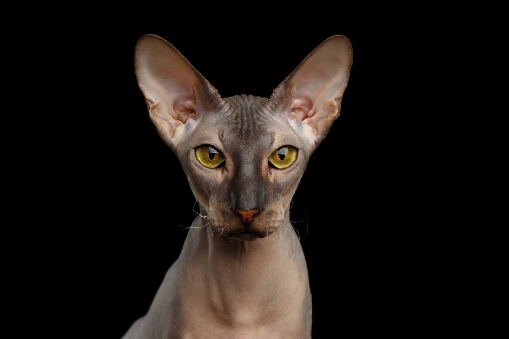 Ritratto di Peterbald nudo Gatto che guarda in macchina fotografica con magici occhi gialli su sfondo nero isolato