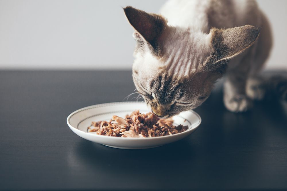 In primo piano un gatto a pelo corto che mangia cibo umido da una piccola ciotola.