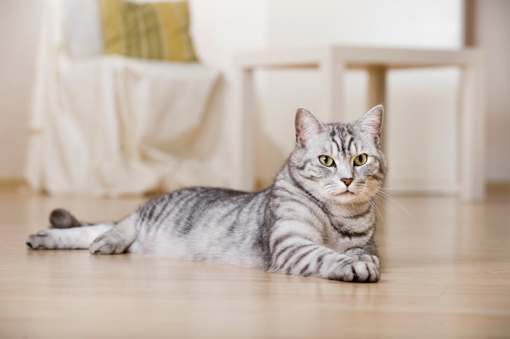 Gatto soriano argentato in un soggiorno