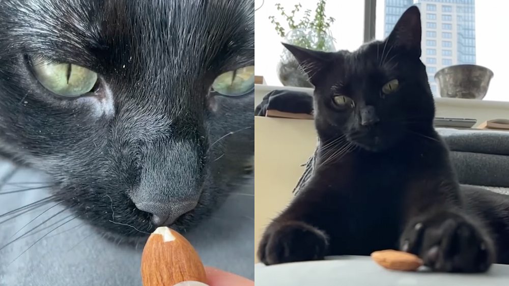 Tante mandorle, così poco tempo! / Instagram: Ari_the_Panther