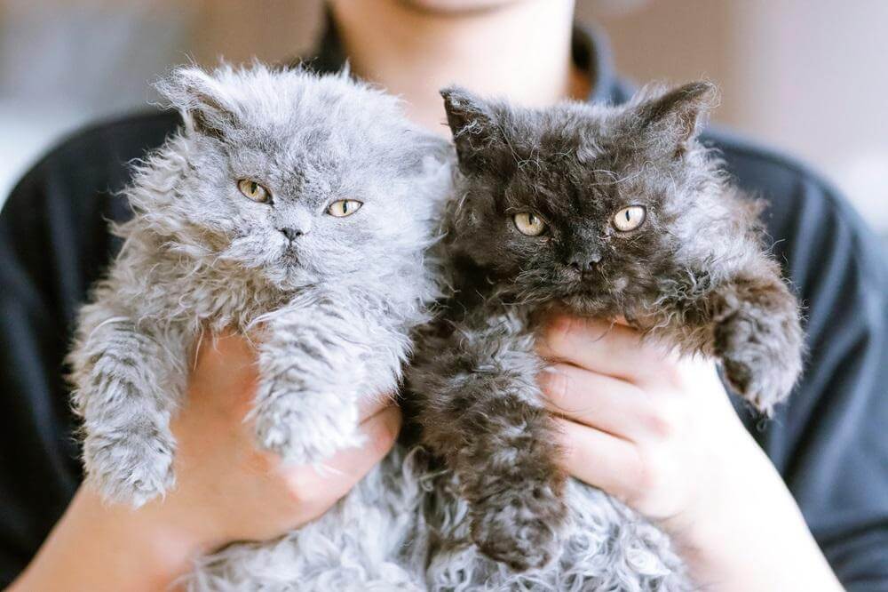 Persona che tiene in braccio due gattini Selkirk Rex: uno grigio chiaro e uno grigio scuro.