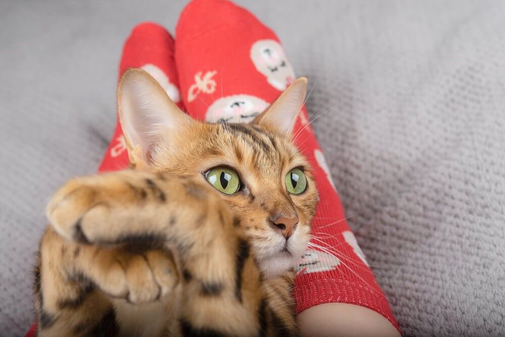 Il gatto domestico si sdraia sulle gambe del padrone e guarda di lato, con le zampe incrociate.