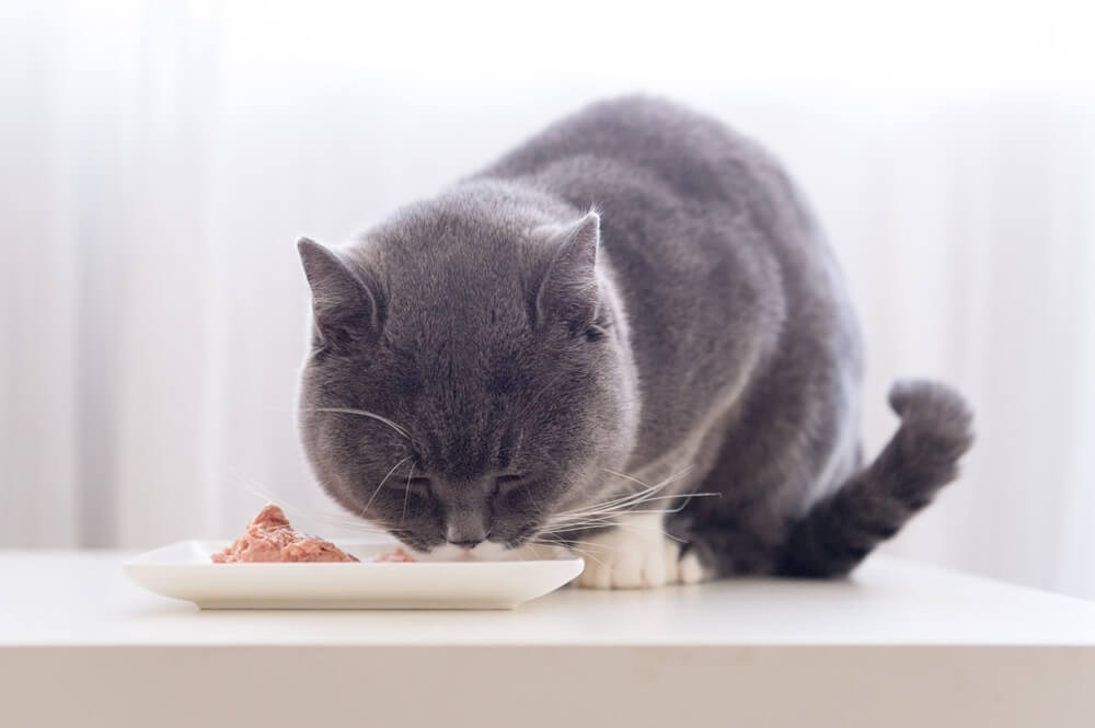 Un gatto grigio a pelo corto mangia cibo umido da una ciotola.