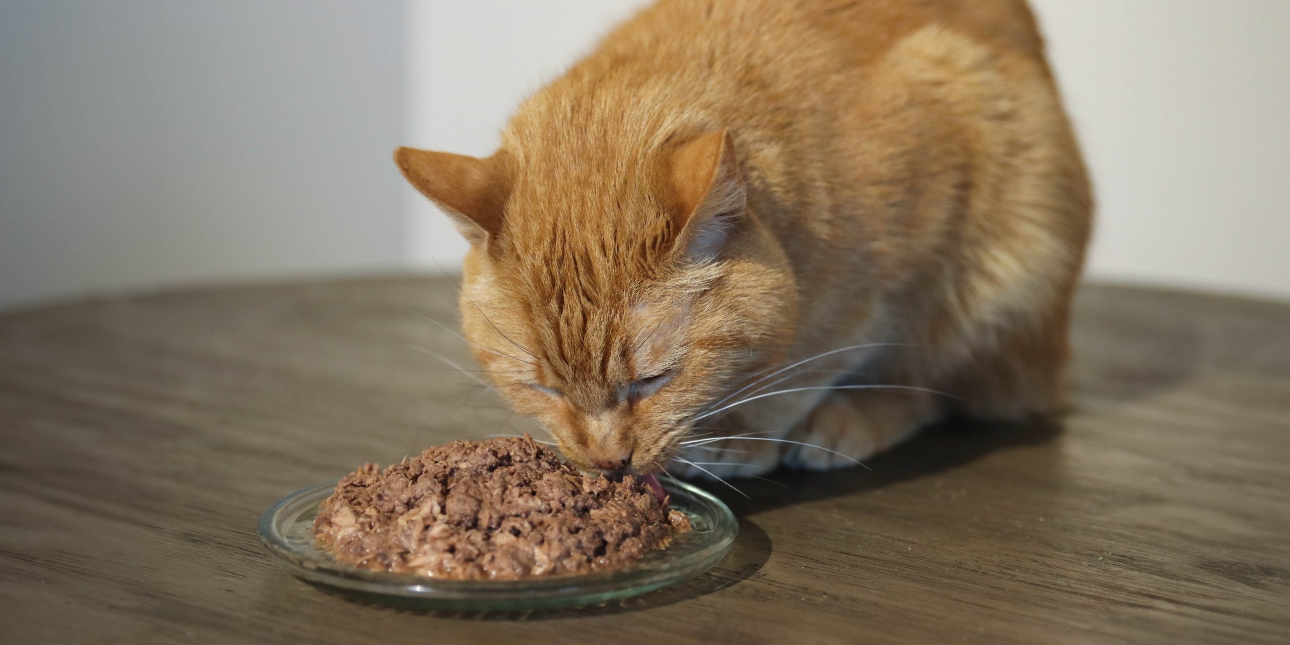 Gatto arancione che mangia cibo per gatti da un piatto su un tavolo di legno.