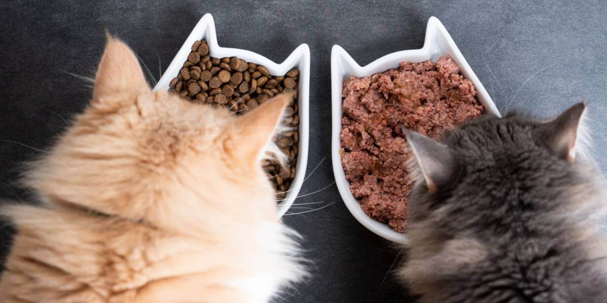 Vista dall'alto di due gatti che mangiano da ciotole di ceramica, una con cibo umido e una con cibo secco