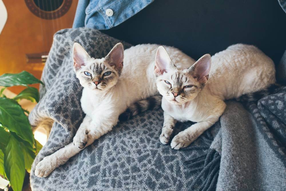 Due gatti Devon Rex assonnati sdraiati su una coperta.